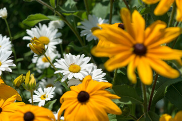 daisies and rudbeckia flowers in the garden