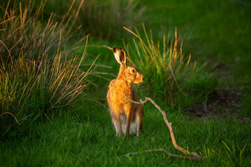 Hare in Light