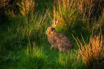 Hare Posing