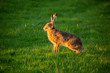 Obraz premium Hare evening light