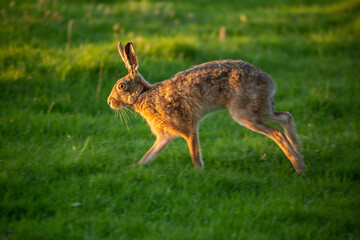 Hare Running