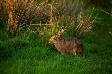 Hare Sitting