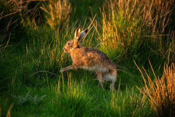 Hare Startle