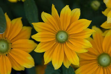 isolated rudbeckia hirta on a dark background