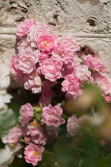 old pink roses on an old painted brick wall