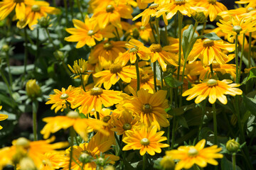 bunch of rudbeckia hirta with centers that are green in the sun