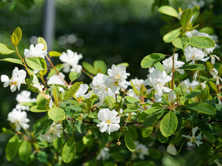 Obraz na płótnie Canvas Wilson's pearlbush or Exochorda giraldii with narrow foliage and flowering in erect clusters of pure white flowers at the end of twigs