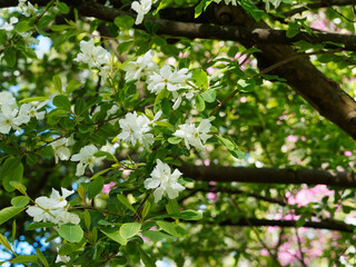 Exochorda giraldii | Wilson's pearl bush. Ornamental shrub with arched branches covered of racemes...