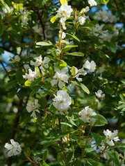 (Exochorda giraldii) Wilson's pearl bush. Hybrid variety of exochorda with a slightly arched erect habit, pure white fragrant flowers on stems with leaves and veins on reddish petioles