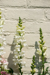 white snapdragons (Antirrhinum) on a painted brick wall