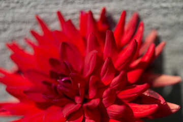 red dahlia flower