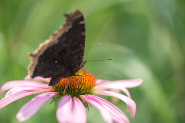 Nymphalis antiopa or mourning cloak (N.A.) on a coneflower