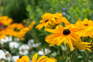 yellow flowers in the garden