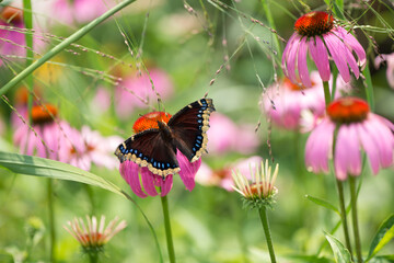 Nymphalis antiopa or mourning cloak (N.A.) on a coneflower