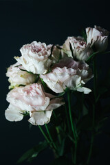 wilted pink roses on dark background 
