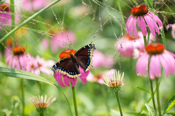 Nymphalis antiopa or mourning cloak (N.A.) on a coneflower