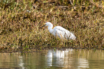 Close-up of a standing little egret eating a shrimp