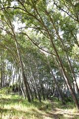 A group of Poplar trees on a hillside in Majik Forest, Durbanville, South Africa

