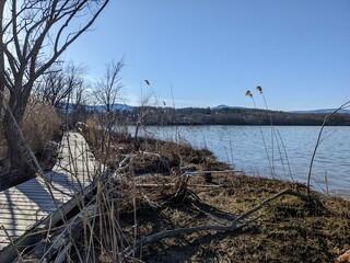 Swamp area by the Hudson River in Saugerties, NY - April 2022