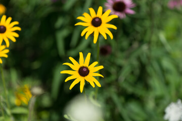 two yellow daisies in the garden