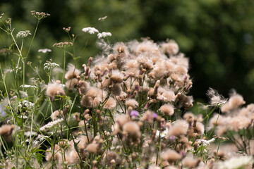 thistle flowers and seed heads in the sun