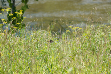 field near the river (butterfly)