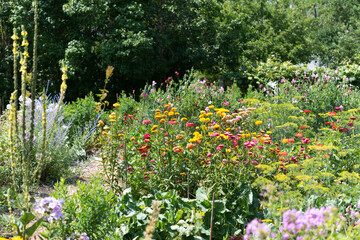 flowers in the garden