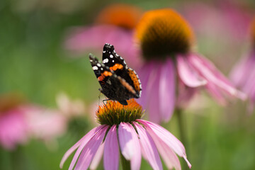 red admiral on a pink coneflower