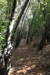 A pathway between trees in Majik Forest, Durbanville