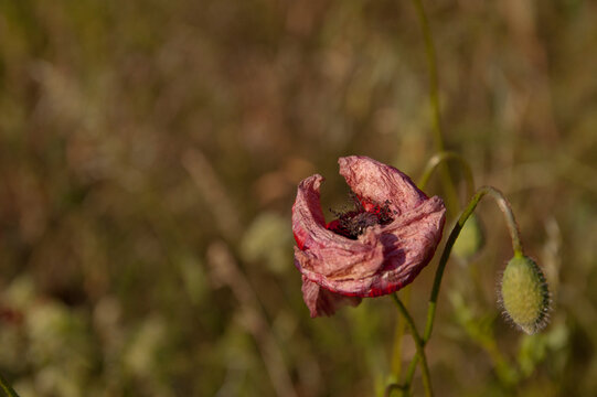 Verg&auml;ngliche Sch&ouml;nheit von einer Mohnblume