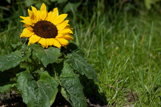 Sonnenblume auf der Wiese