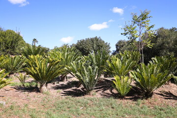 A group of Cycads in Majik Forest, Durbanville, South Africa
