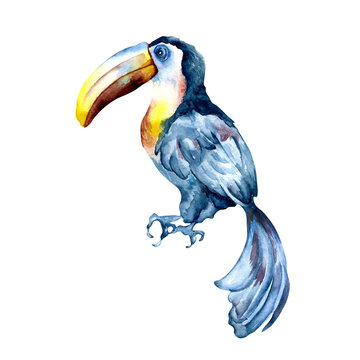 Toucan exotic tropical bird watercolor illustration on white
