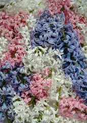 bouquet of hyacinth flowers