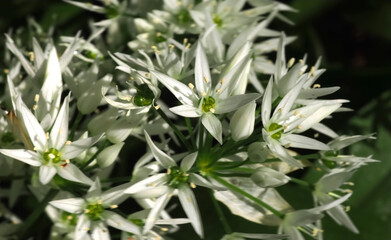 Blooming Wild garlic plants allium Ursinum in a forest