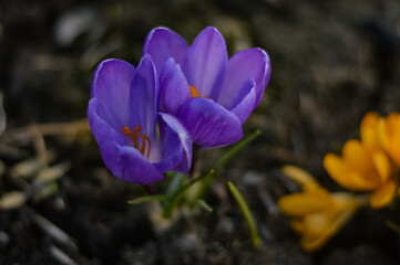 Spring growing flowers and nature that comes alive
