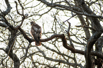 Fototapeta na wymiar red tailed hawk