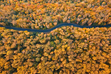 Aerial view of a road or pathway in autumn park with majestic yellow trees in fall forest. Travel...