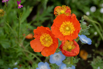 red and yellow flowers