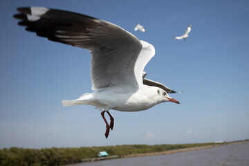 Seagull in the sky in Thailand.