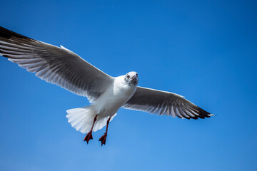 Seagull in the sky in Thailand.