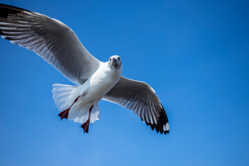 Seagull in the sky in Thailand.