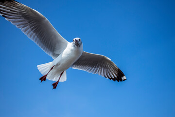 Seagull in the sky in Thailand.