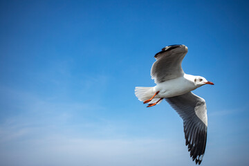 Seagull in the sky in Thailand.
