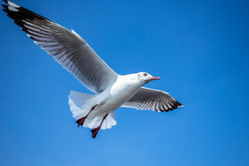 Seagull in the sky in Thailand.