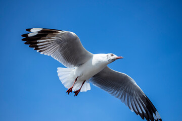 Fototapeta premium Seagull in the sky in Thailand.