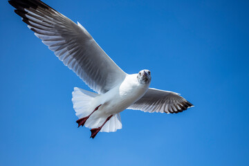 Fototapeta premium Seagull in the sky in Thailand.