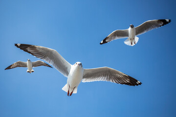 Seagull in the sky in Thailand.