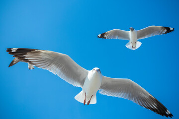 Seagull in the sky in Thailand.