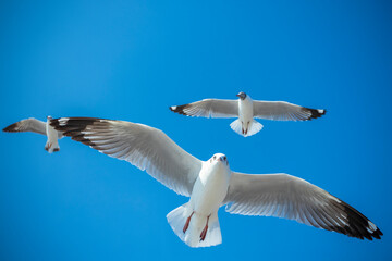 Fototapeta na wymiar Seagull in the sky in Thailand.